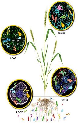 Microbial Community and Function-Based Synthetic Bioinoculants: A Perspective for Sustainable Agriculture